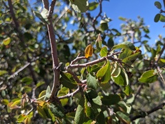 Amelanchier utahensis