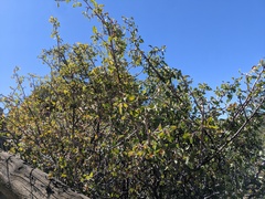 Amelanchier utahensis