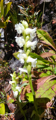 Spiranthes ochroleuca