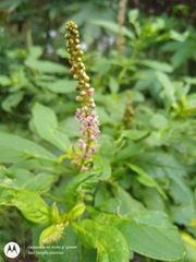 Phytolacca icosandra