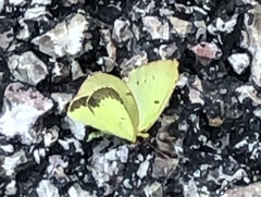 Colias