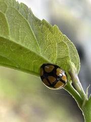 Harmonia testudinaria