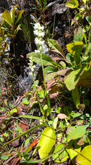 Spiranthes ochroleuca