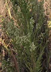Baccharis neglecta