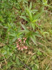 Baccharis punctulata