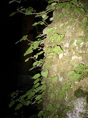 Hydrangea hydrangeoides