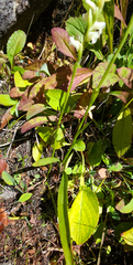 Spiranthes ochroleuca