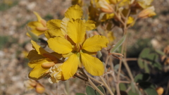 Senna covesii