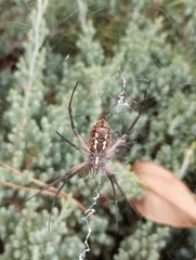 Argiope aurantia