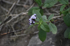 Heliotropium arborescens
