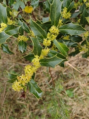 Maytenus ilicifolia