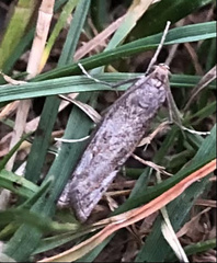 Neodactria luteolellus