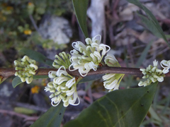 Hakea florulenta