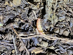 Syllepte fuscomarginalis