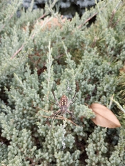 Argiope aurantia