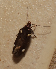 Macrobathra alternatella