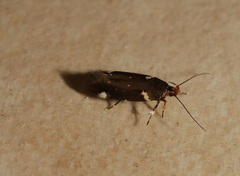Macrobathra alternatella