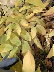 Uvularia grandiflora