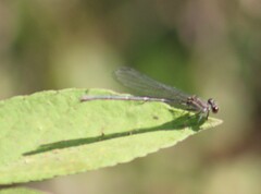 Argia translata