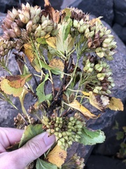 Physocarpus opulifolius