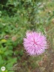 Cirsium rhaphilepis