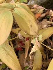 Uvularia grandiflora
