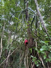 Selenicereus triangularis