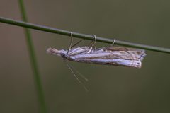 Crambus lathoniellus