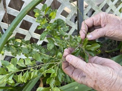 Duranta erecta
