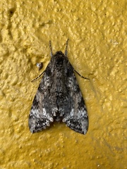 Isognathus rimosa
