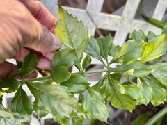 Duranta erecta