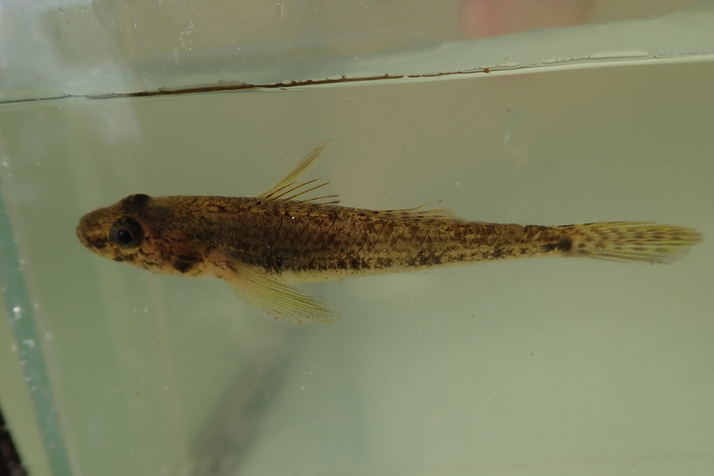 River Goby