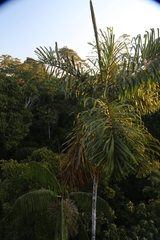 Socratea exorrhiza