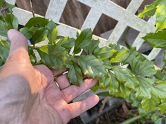 Duranta erecta