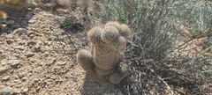 Mammillaria dioica dioica