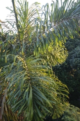 Socratea exorrhiza