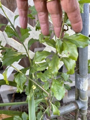 Duranta erecta