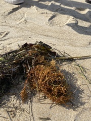 Sargassum horneri