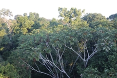 Cecropia sciadophylla