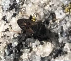 Megalonotus sabulicola