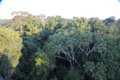 Cecropia sciadophylla