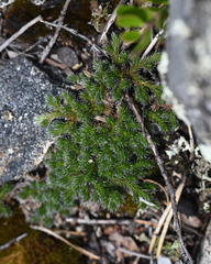 Selaginella rupestris