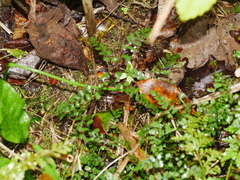 Adiantum cunninghamii