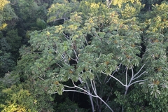 Cecropia sciadophylla