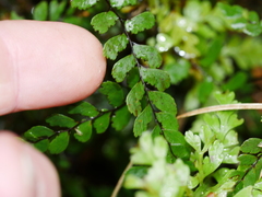 Adiantum cunninghamii