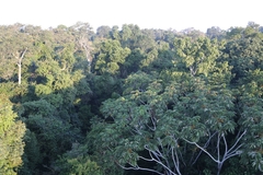 Cecropia sciadophylla