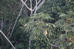 Cecropia sciadophylla