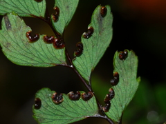 Adiantum cunninghamii