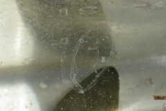 Scyphozoa