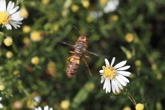 Cerceris bicornuta
